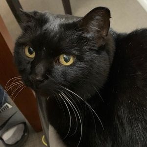 Meet your Posher, Lindsay